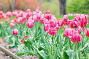 Spring