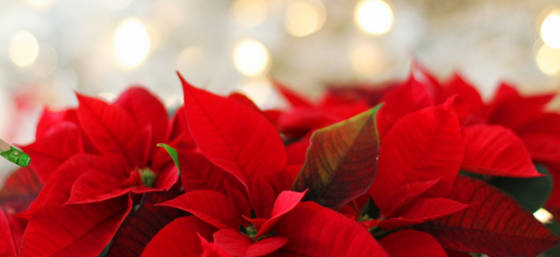 Enjoy the Festive Season